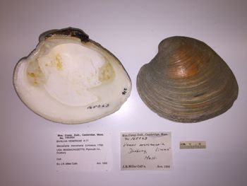 Media type: image; Malacology 165063 Description: image of MCZ Mala 165063 Mercenaria mercenaria;
